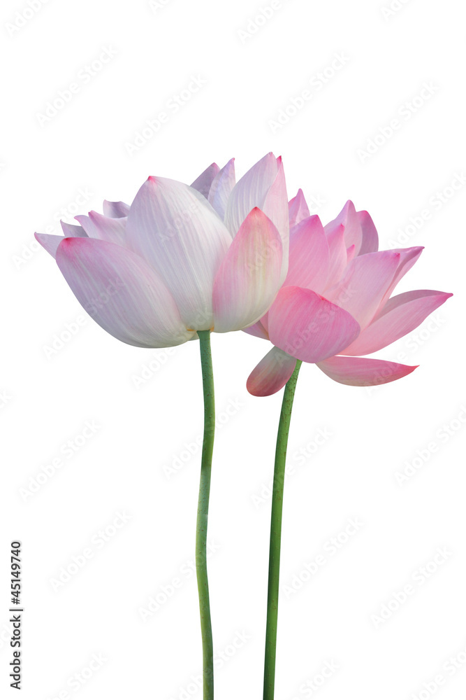 Lotus flower