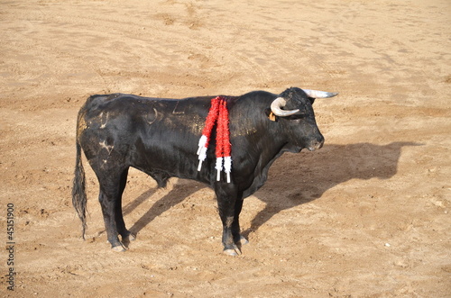 byk podczas corridy w hiszpanii