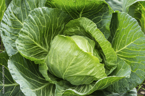 Close up of growing cabbage