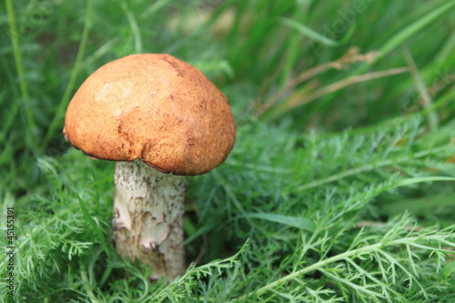 beautiful mushroom in green grass
