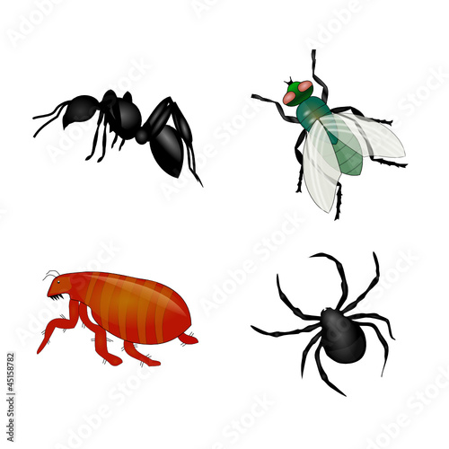 Insectes