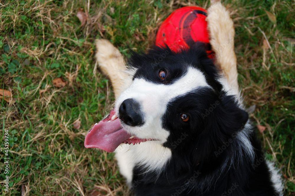 Fototapeta premium Perro border collie jugando con la pelota