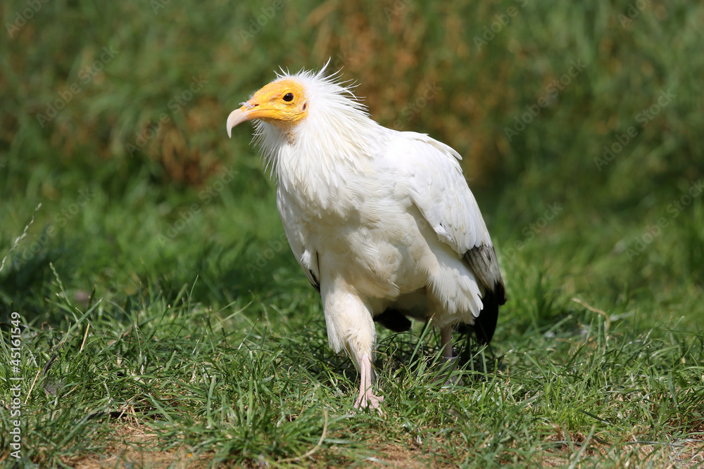 Schmutzgeier Schmutzgeier