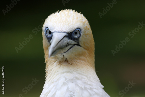 Basstölpelportrait