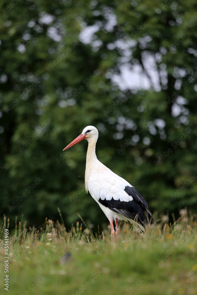 Fototapeta premium Klapperstorch