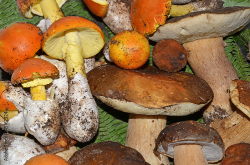 Cuadro en lienzo background of egg-shaped and boletus edulis background