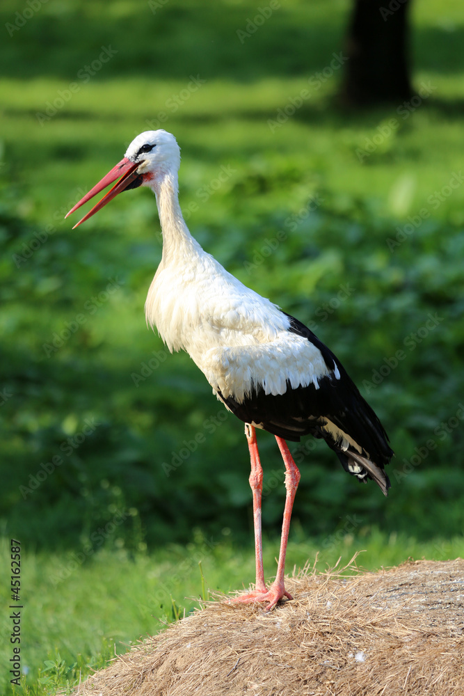 Fototapeta premium Klapperstorch