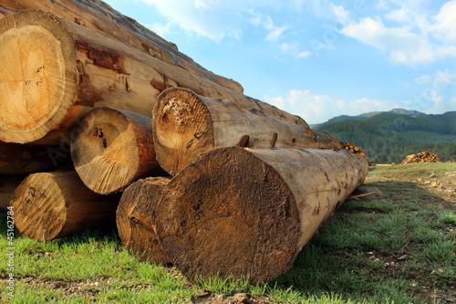 timber logs in the forest