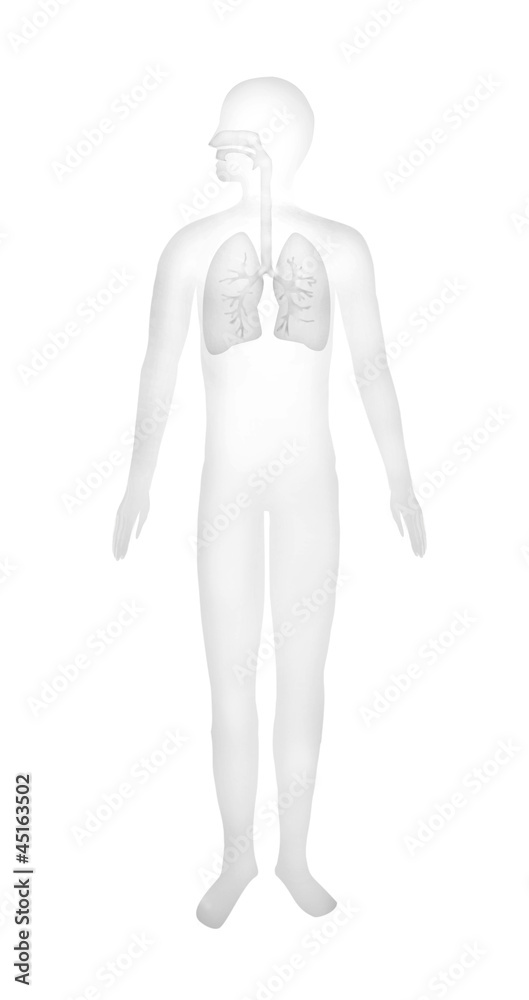 Polmoni e apparato respiratorio Polmoni e apparato respiratorio