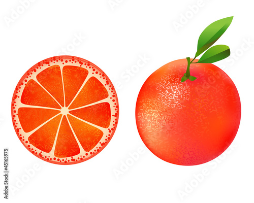 Grapefruit illustration on white