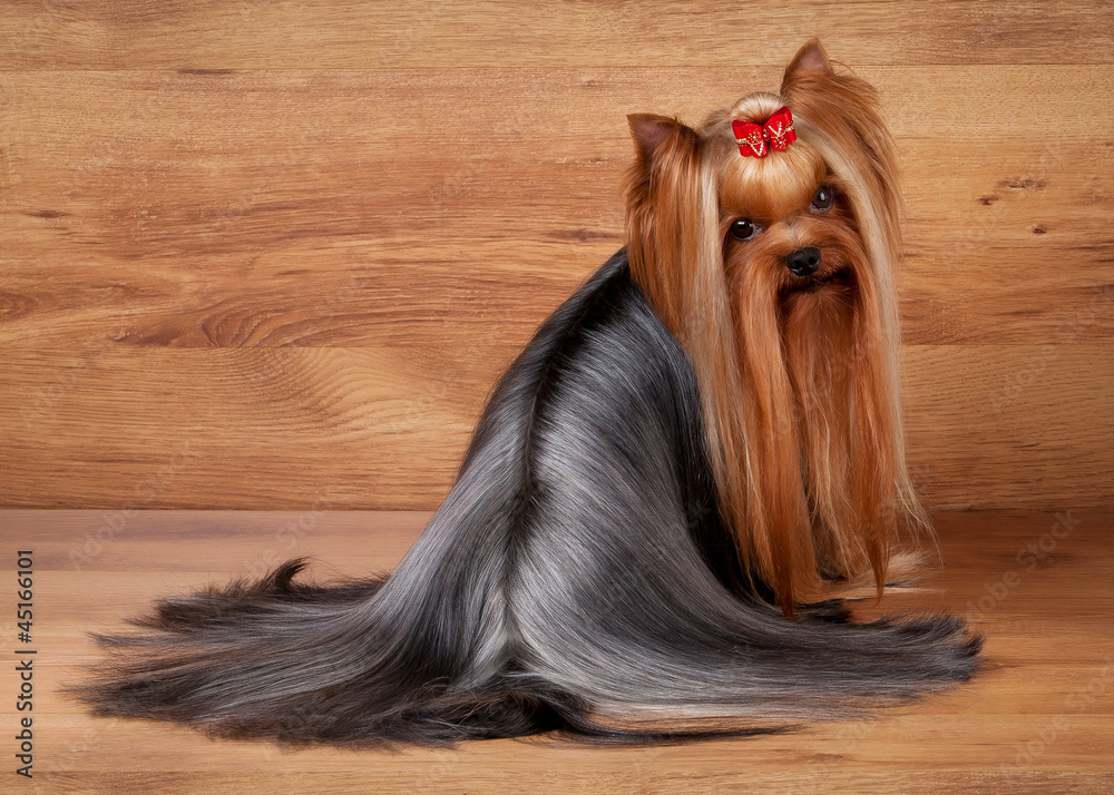 Naklejka premium yorkie puppy on table with wooden texture