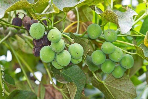 Jatropha on tree in natural of Thailand photo