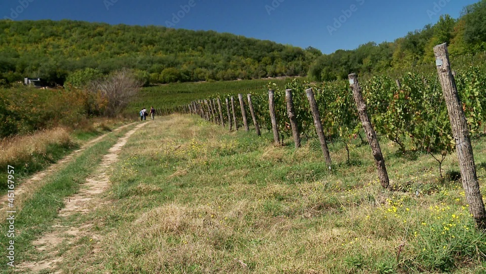 Agronomisst at the vineyard Agronomisst at the vineyard