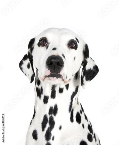 Dalmatian dog © timaj69