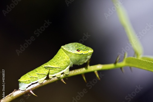 butterfly larva