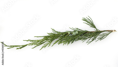 Sadebaum, Juniperus sabina
