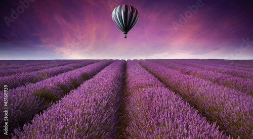 Stunning lavender field landscape Summer sunset with hot air bal