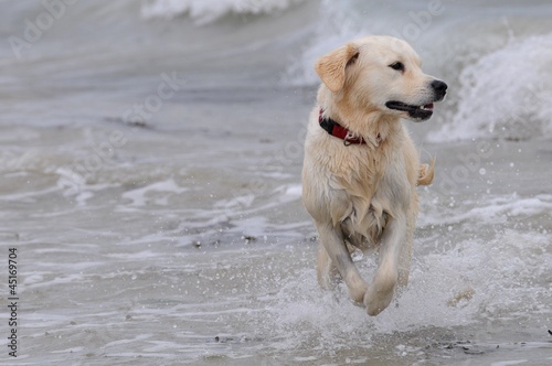 chien courant dans l'eau