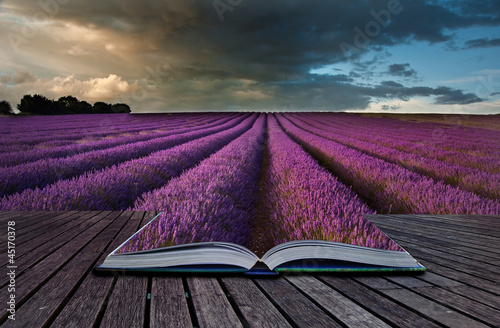 Creative concept image of lavender  landscape in pages of book