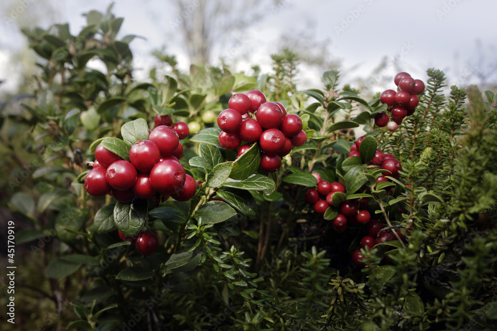 Obraz premium Lingonberries