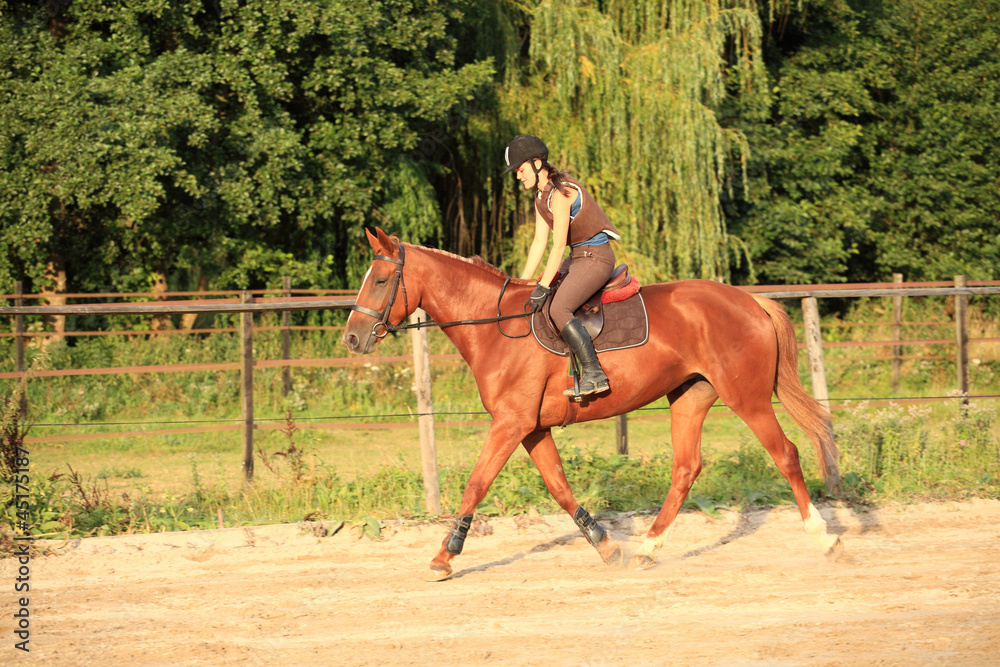 horse and rider horse and rider