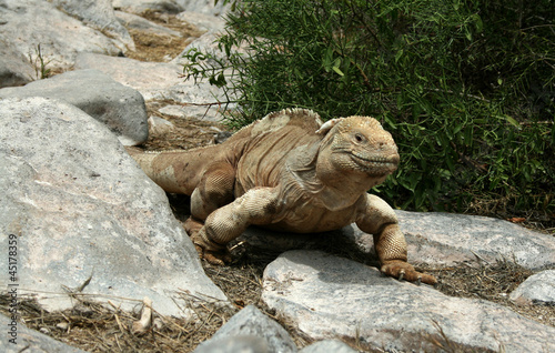 Galapagos Meerechse photo