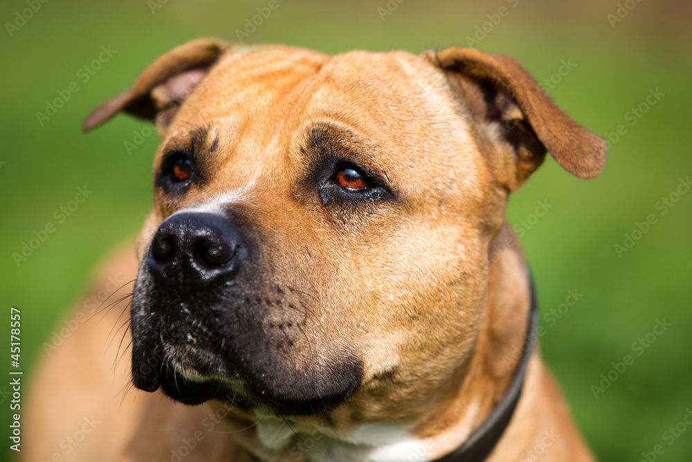 Portrait of staffordshire bull terrier dog