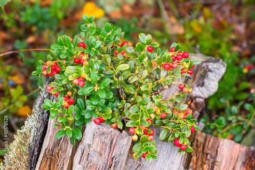 Cowberrys or lingon on a stub