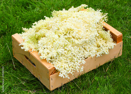 Elder flower, Sambuscus Nigra. Herbal remedy. photo