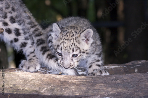 Snow leopard (Uncia uncia) cub © belizar