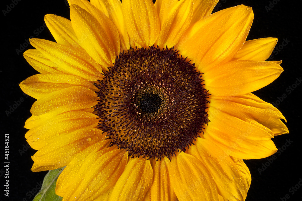 Fototapeta premium Sunflower on black background