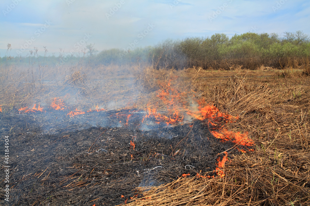 fire in herb near oak wood