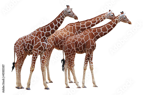 Fototapeta Naklejka Na Ścianę i Meble -  Giraffen freigestellt