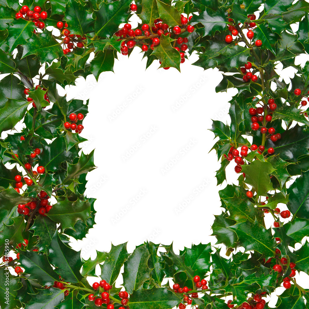 Square holly frame isolated Square holly frame isolated