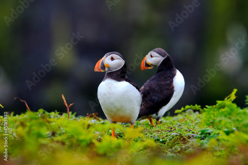 Two Puffins © RTimages