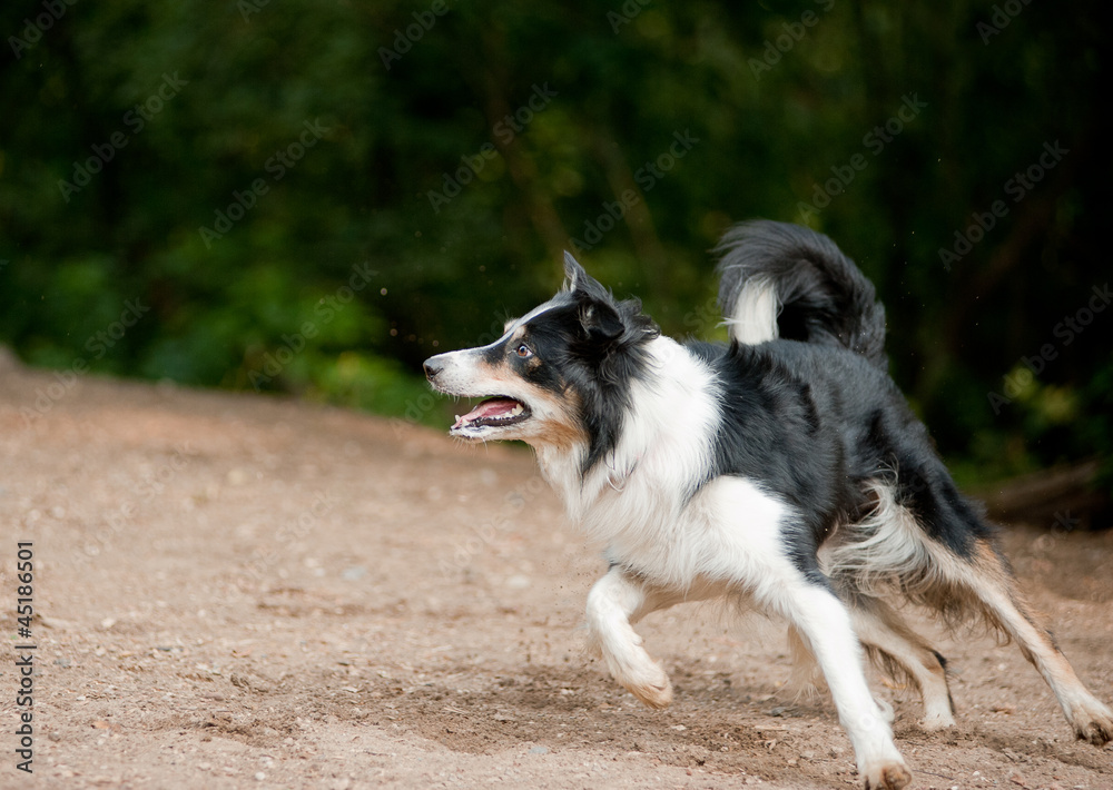Border collie dog running on the lawn