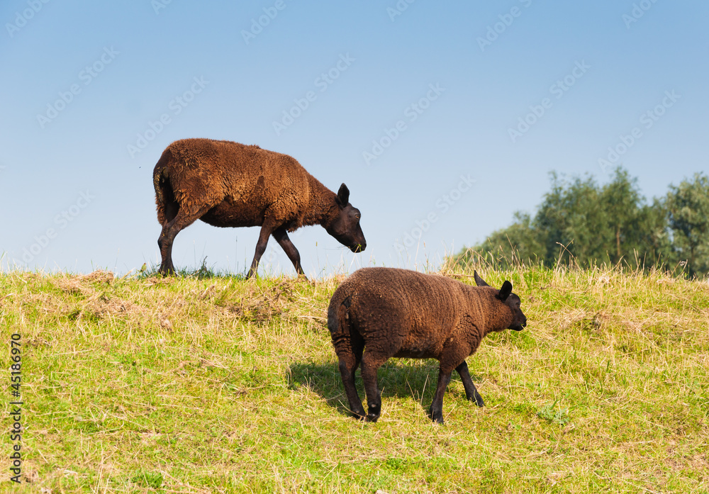 Two brown sheep with a thick and warm coat Two brown sheep with a thick and warm coat