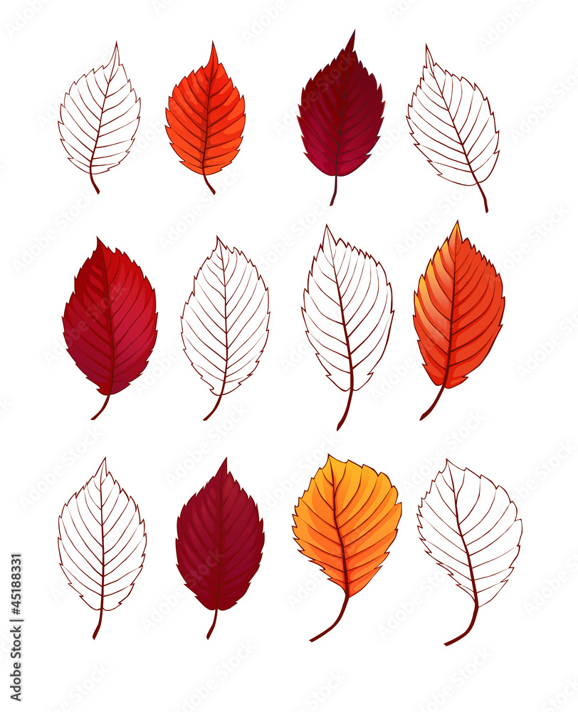 Obraz premium foliage