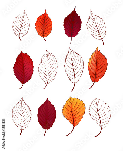 foliage