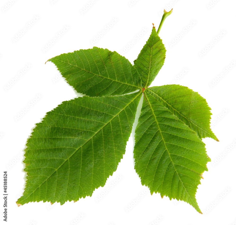 green leaf, isolated on white green leaf, isolated on white