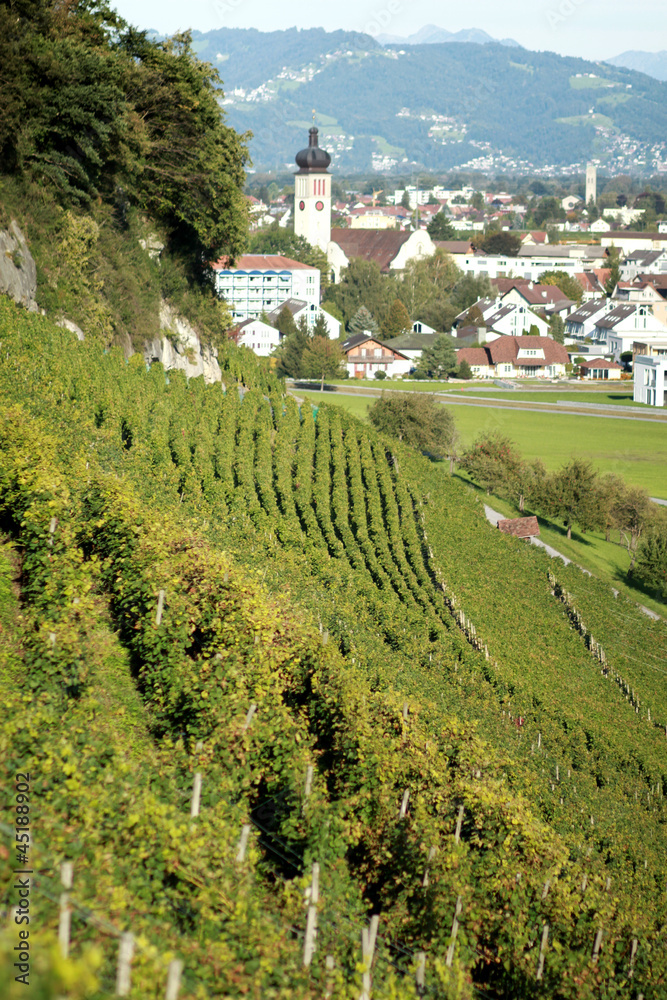 Landschaft einer Weinrebe