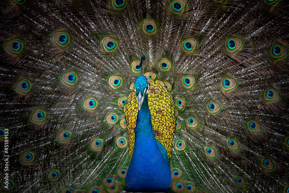 Obraz premium Peacock displaying his colorful feathered tail