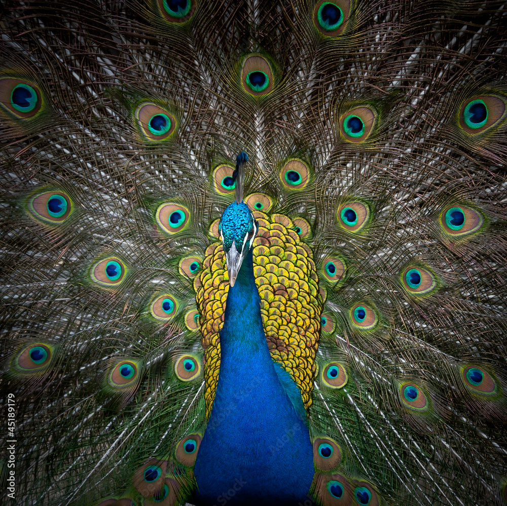 Obraz premium Peacock displaying his colorful feathered tail