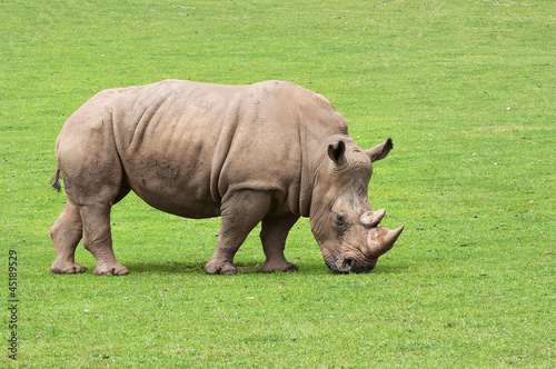 rhinoceros eating grass peacefully