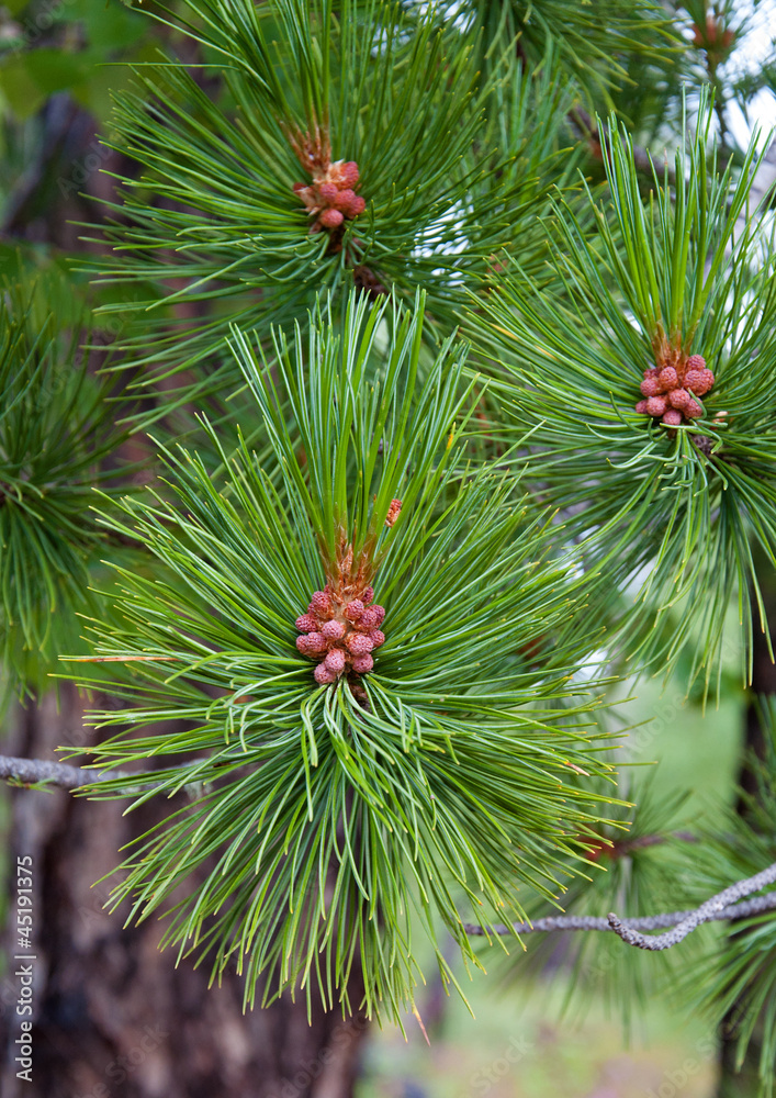 Сосна кедровый стланик. Сосна культера (pinus coulteri). Ель кедр сосна кипарис. Питомник хвойных логотип. Сосна обыкновенная fastigiata.
