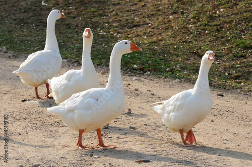 Gaggle of White Domestic Geese