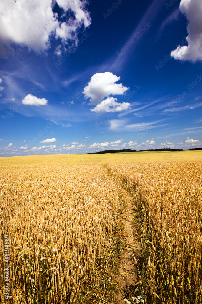 Fototapeta premium agricultural field