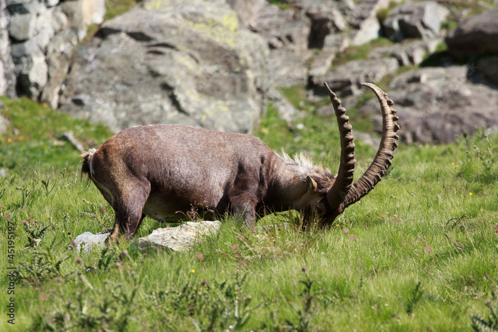 stambecco maschio (capra ibex)