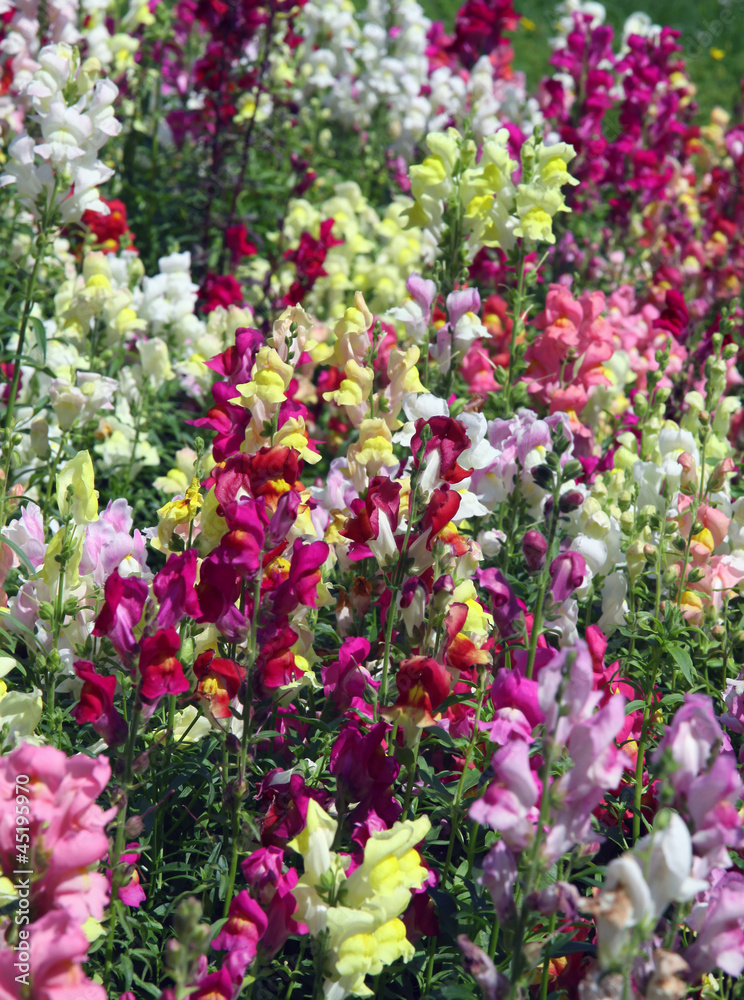 multicolor flowers on border in garden