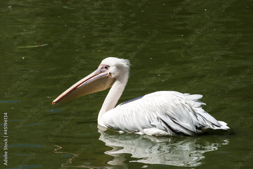 Pelican in lake water full profile closeup Pelican in lake water full profile closeup